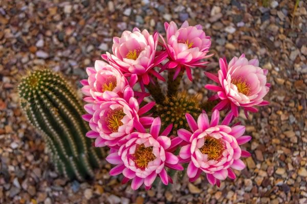 Cactus Flowers 2624 by Mark Cormier