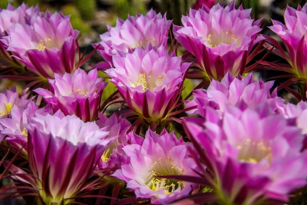 Cactus Flowers 2658 by Mark Cormier