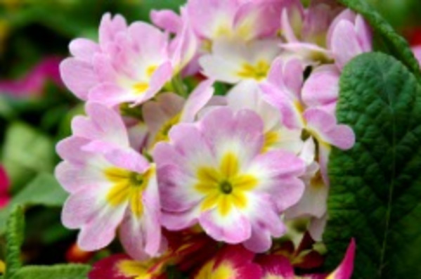 Pink Flowers, Oregon by Marla Endicott