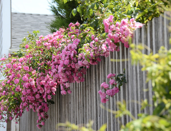 Blossoming Fence by Marla Endicott