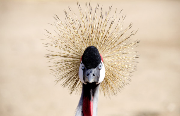 Crowned Crane, Wildlife Zoo and Aquariums, Litchfield Park, AZ     by Marla Endicott