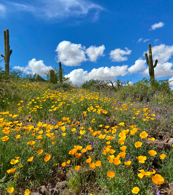 Picacho Peak Poppies by Meredith Bode