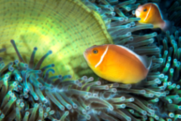Anemonefish in Green Sea Anemone, Palau    by Kathy Krucker