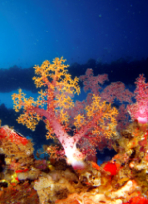 Live Coral, Figi by Bruce Schadow