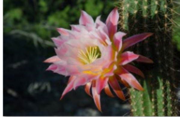 Pink Cactus Blossoms by Marla Endicott