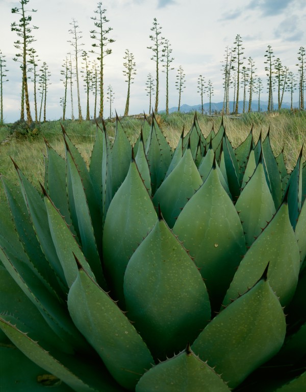 Agave Stand near Elgin by Randy Prentice