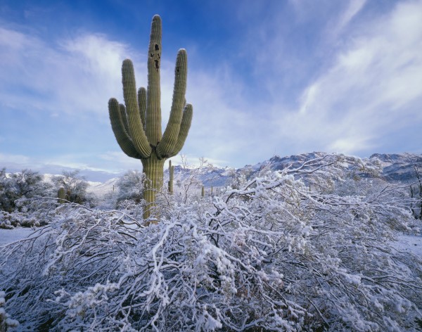 Creosote Bush Draped in Snow, Tucson Mountains by Randy Prentice
