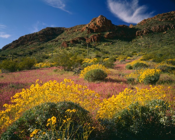 Field of Owl Clover, Organ Pipe National Monument by Randy Prentice