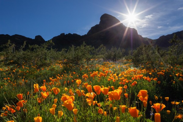 Mexican Gold Poppies at Picacho Peak by Randy Prentice
