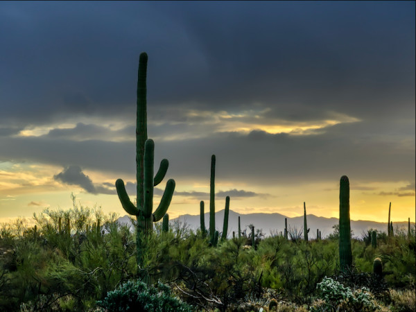Winter Sunrise, Organ Pipe National Monument by Gregory E McKelvey