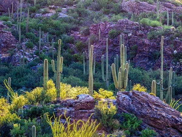 Saguaro Heaven V by James Root