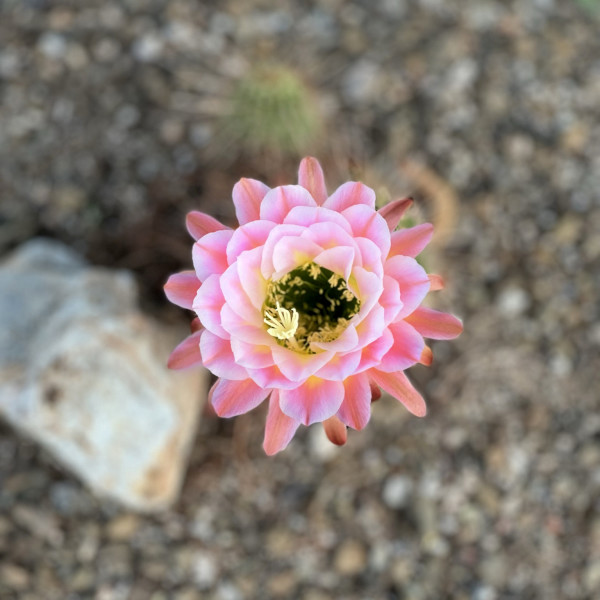 Cactus Flower by Sarah Yeager