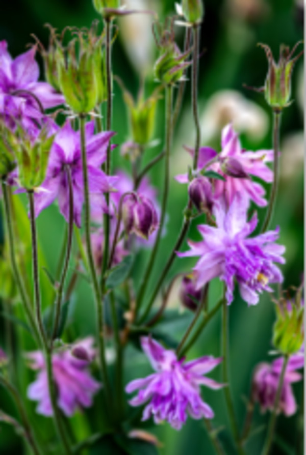 European Columbine 2 by Gerald Goldberg, MD