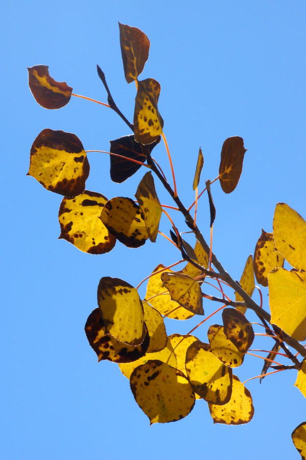Aspen Leaves by Sonja Van Buuren