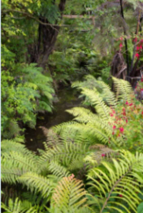 New Zealand Ferns by Brandy  Stone
