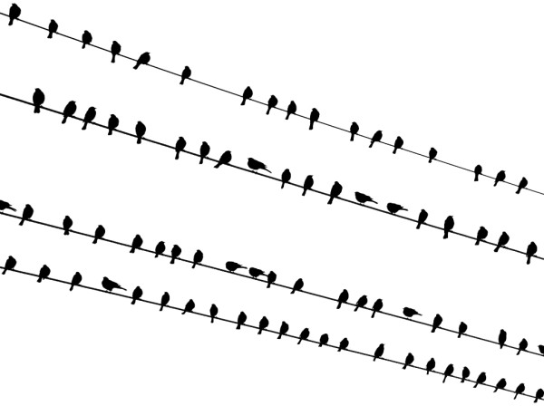 Birds on Wires near Agua Caliente Park by Marla Endicott