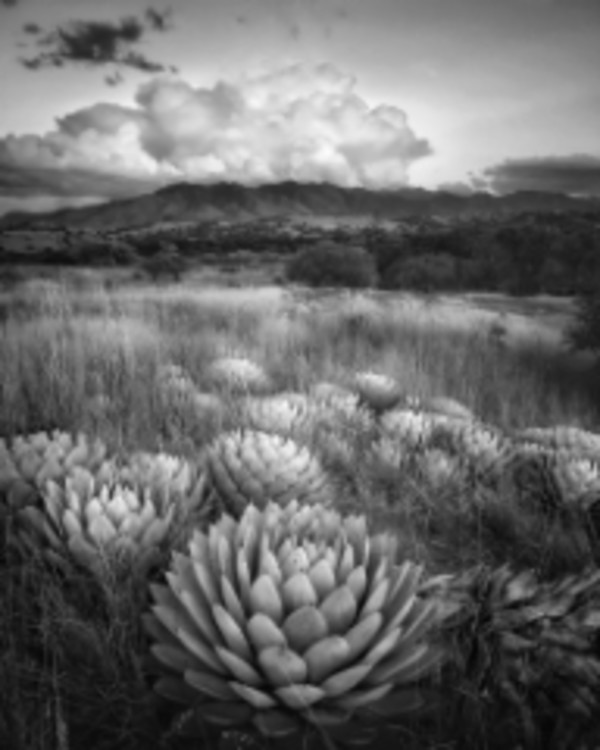 Agaves in Canelo by Bill Steen
