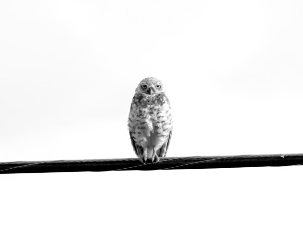 Owl on a Wire by Leslie Leathers