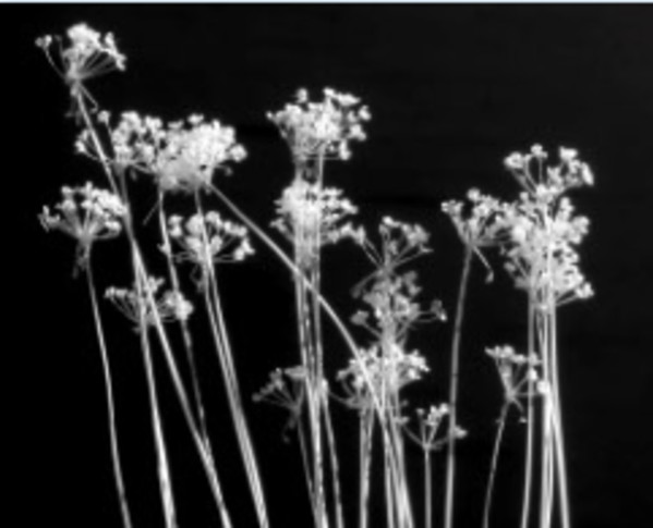 Thistles by Sonja Van Buuren