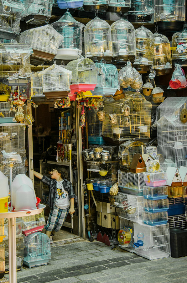 Bird Seller, Istanbul, Turkey    by Ed Warner