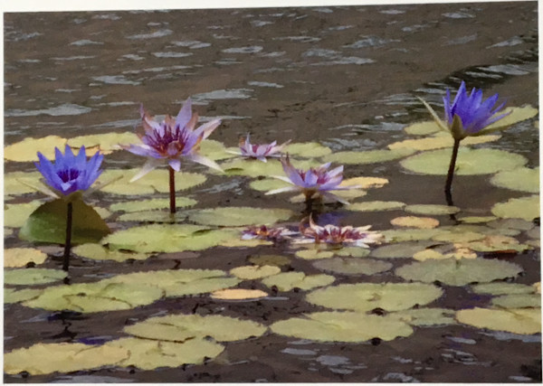 Lilies by Sonja Van Buuren