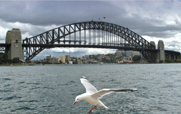 Birdseye View of the Sydney Harbor Bridge    by Vicki Dell