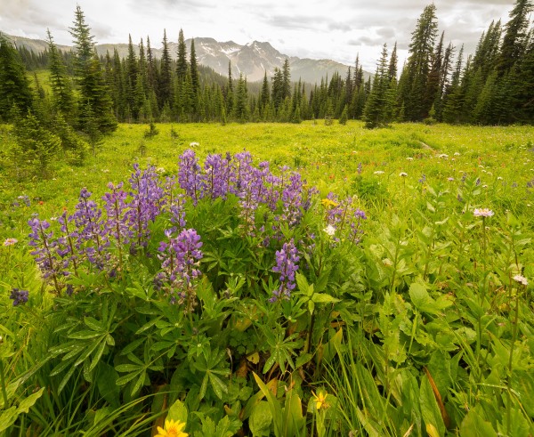 Lupine and Mountains, British Columbia by Kent Vincent