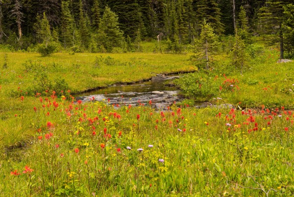Wildflower Meadow, British Columbia by Kent Vincent