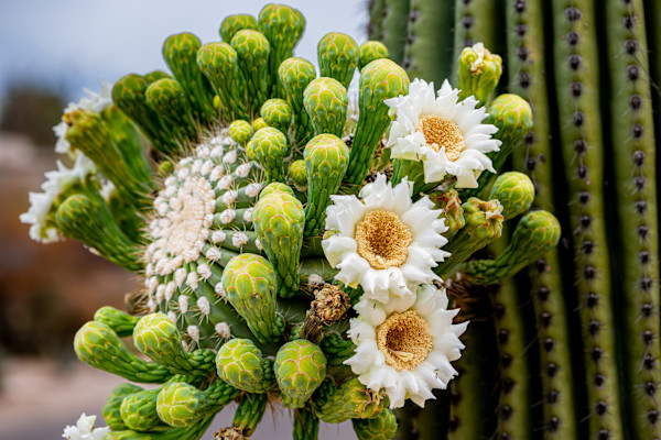 Saguaro Crown by Gerald Goldberg, MD, Image 2.