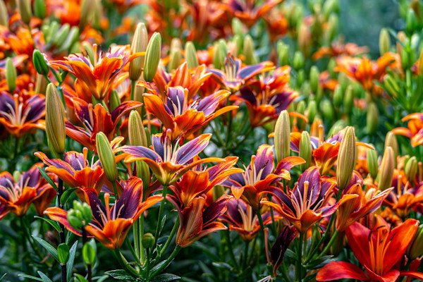 Tiger Day Lilies by Gerald Goldberg, MD, Image 2.