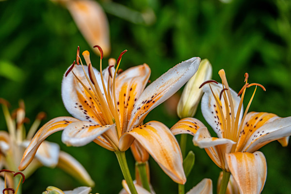 Tiger Lily by Gerald Goldberg, MD, Image 2.