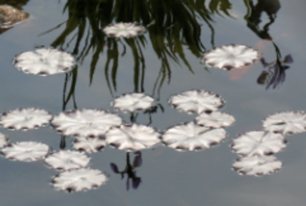 White Waterlies 1 from Moments of Reflection Series by Sonja Van Buuren