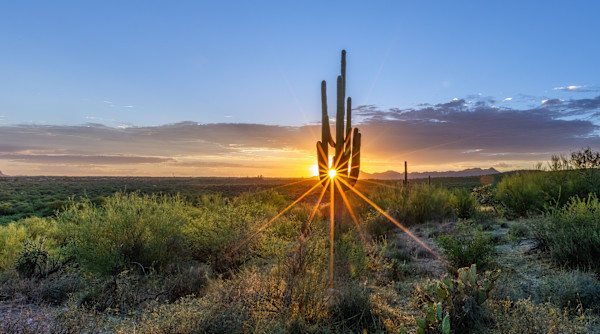 Saguaro Sunburst by Rhonda Royse
