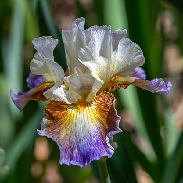 Colors of the Wind by Vicky Stromee, Image 2.