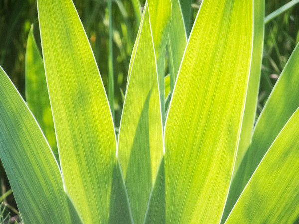Agave by Thomas A. Webster, M.D.