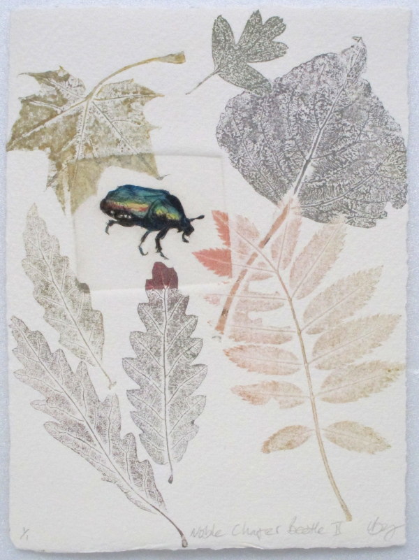 Noble Chafer Beetle II