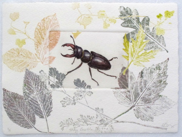 Stag Beetle II