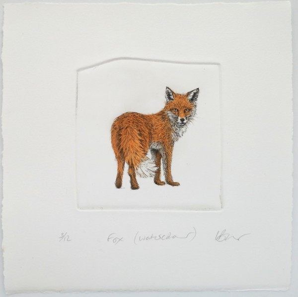 Fox (watercolour) 12/12
