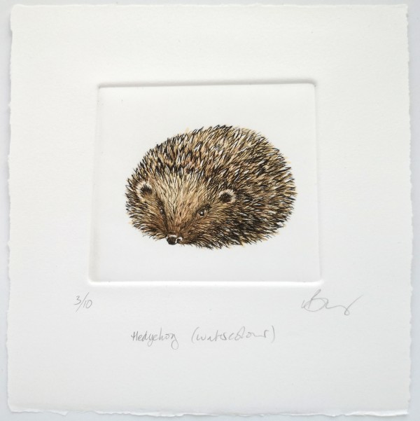 Hedgehog (watercolour) 10/10