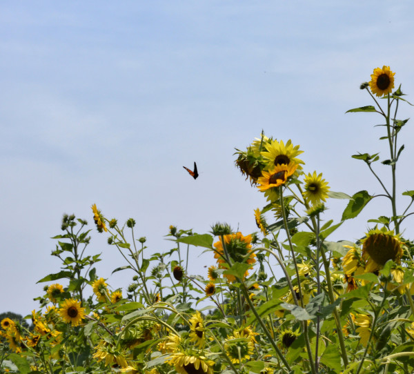 Butterfly and Sunflowers by Janine Rauscher