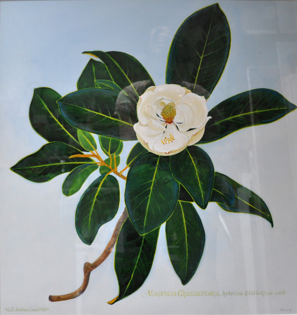 Magnolia Grandiflora, Little Gem, IX6 by Daniel Cromer