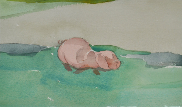 Swimming Pig by Daniel Cromer