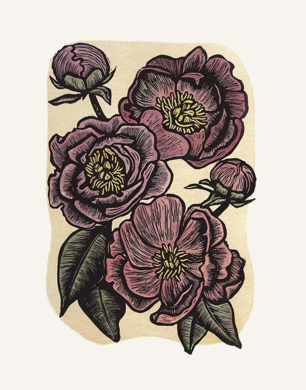Peonies by Carolyn Howse