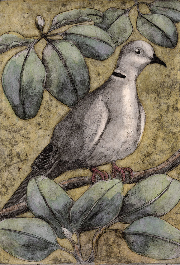 Eurasian Collared Dove by Carolyn Howse