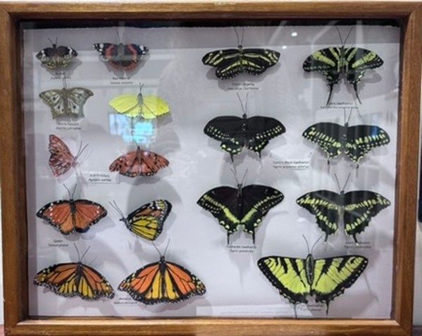 Collections with Conscience by Angelia Wilson, Image 1.