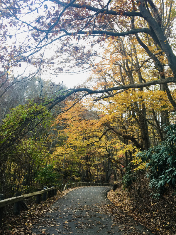 Autumn Walk by Aysenur Akoglu