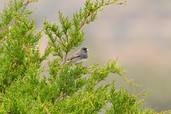 Early Morning Junco by Janet Allen, RT (R)(MR)