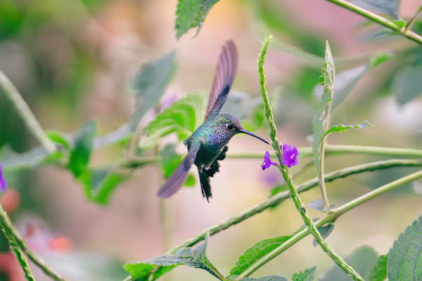 Amazonian Hummingbird by Samir Ashfaq, MD