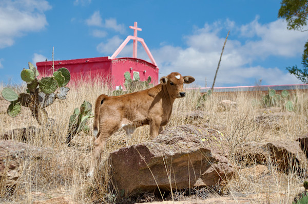 Holy Cow by Alexis Avilez