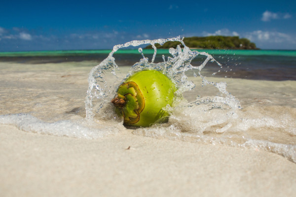 Coconut Splash by Laura Blackburn